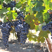 UC Davis Releases 5 New Wine Grape Varieties