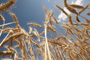 Dry wheat waves in the sun on Friday May 22, 2015 at UC Davis. This wheat is part of wheat geneticist and UC Davis plant science professor Jorge Dubcovsky's wheat research.