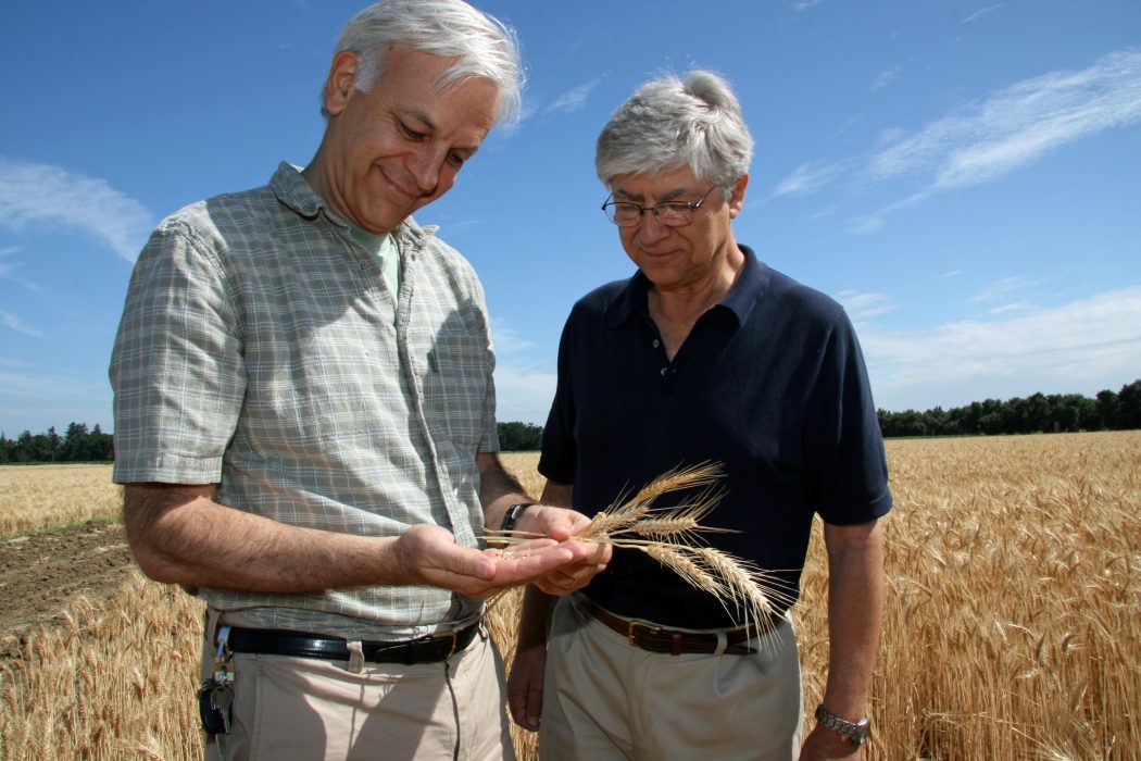 UC Davis professors, Jorge Dubcovsky of plant sciences and Jan Dvorak of agronomy and range science, examine wheat in a campus field. Photo taken in 2010.